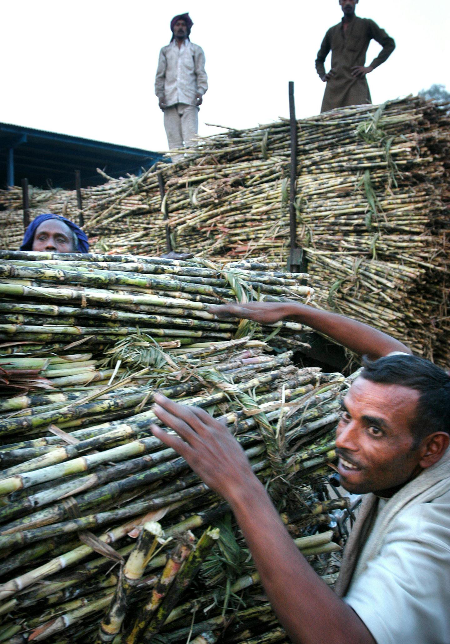 A laborer in Delhi unloaded bundles of sugar cane at India's largest fruit and vegetable market. Research has begun on using switch grass and sugar-cane pulp to create synthetic gasoline.