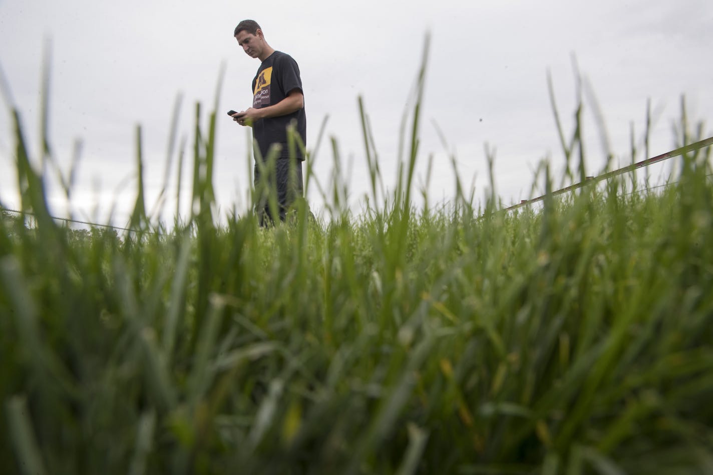 Ryan Schwab, a graduate research assistant rated the different grasses while working in the experimental growing fields at the UMN St. Paul campus Monday October 2,2017 in St. Paul, MN.