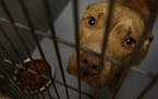 A male pit bull sat in his cage at the Animal Control Center in St. Paul in 2014. ] CARLOS GONZALEZ cgonzalez@startribune.com -