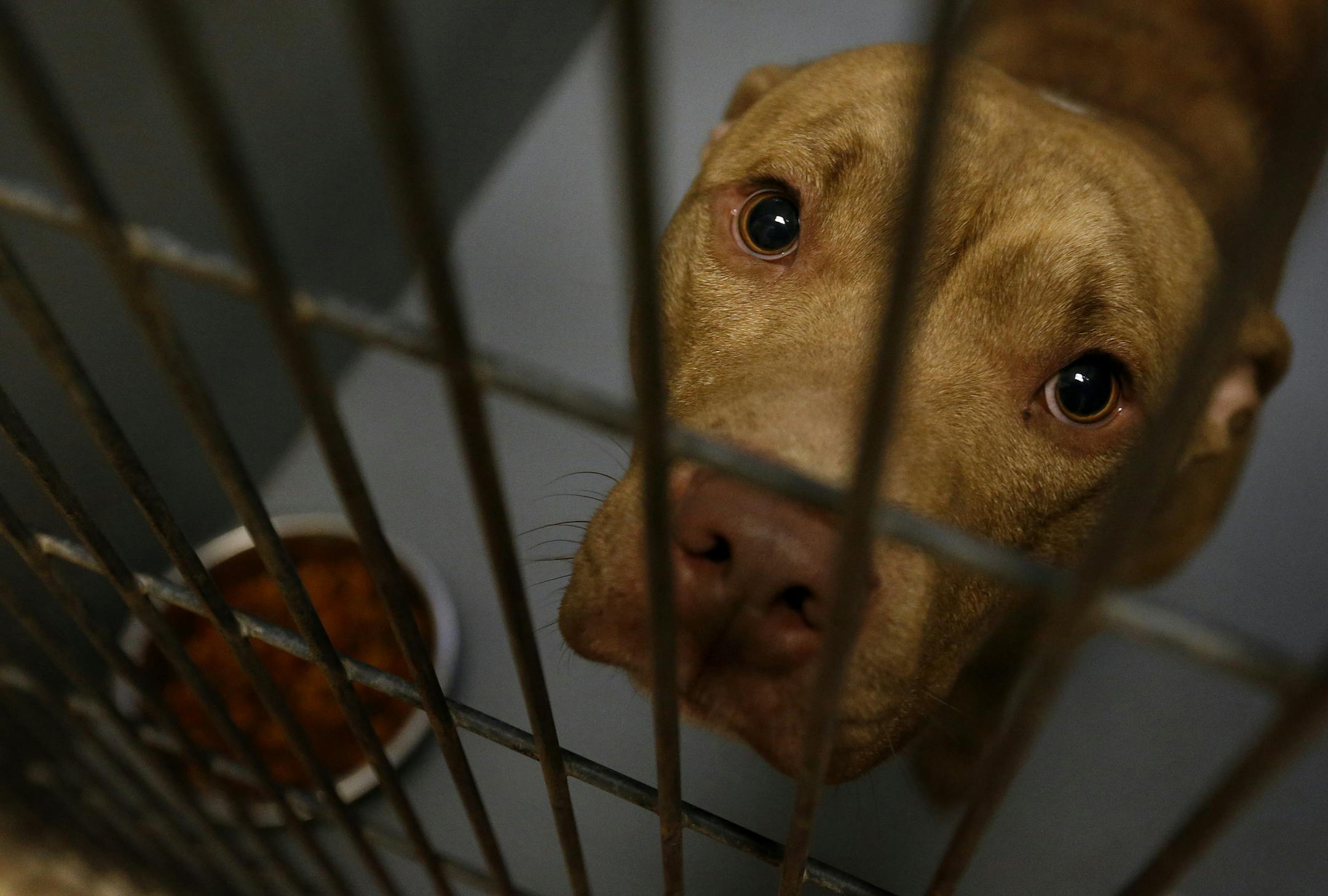 A male pit bull sat in his cage at the Animal Control Center in St. Paul in 2014. ] CARLOS GONZALEZ cgonzalez@startribune.com -