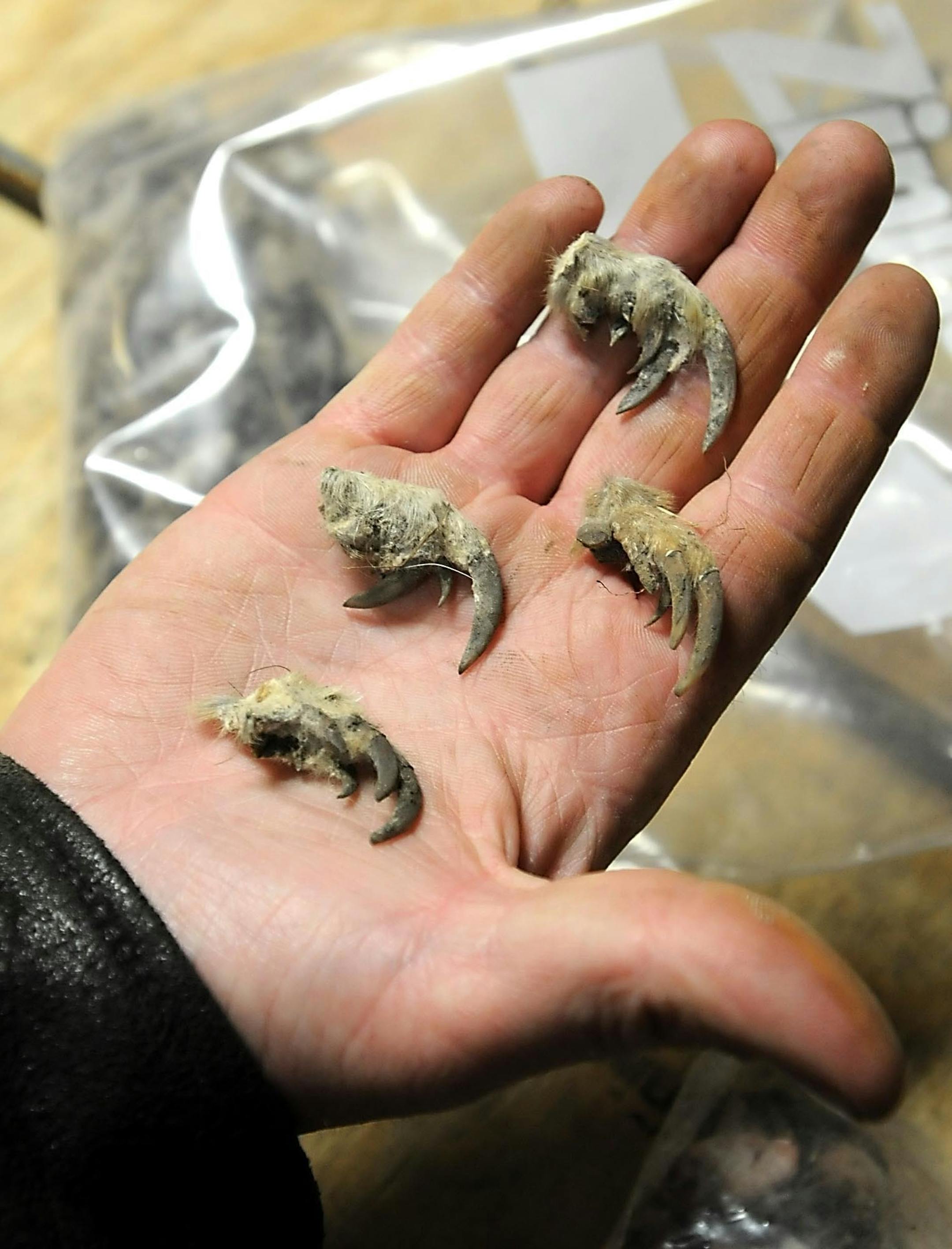 Marty Walgenbach holds pocket gopher feet, used to collect a bounty from Live Valley Township.