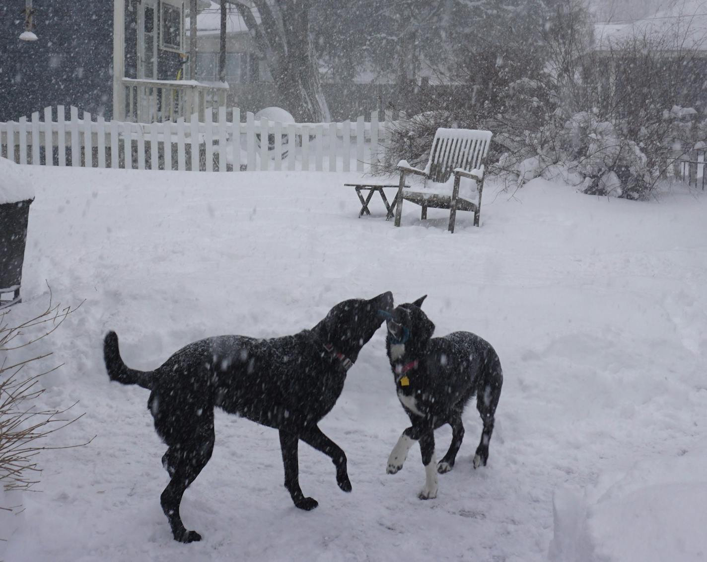 Angus and Rosie play in the late-April blizzard.