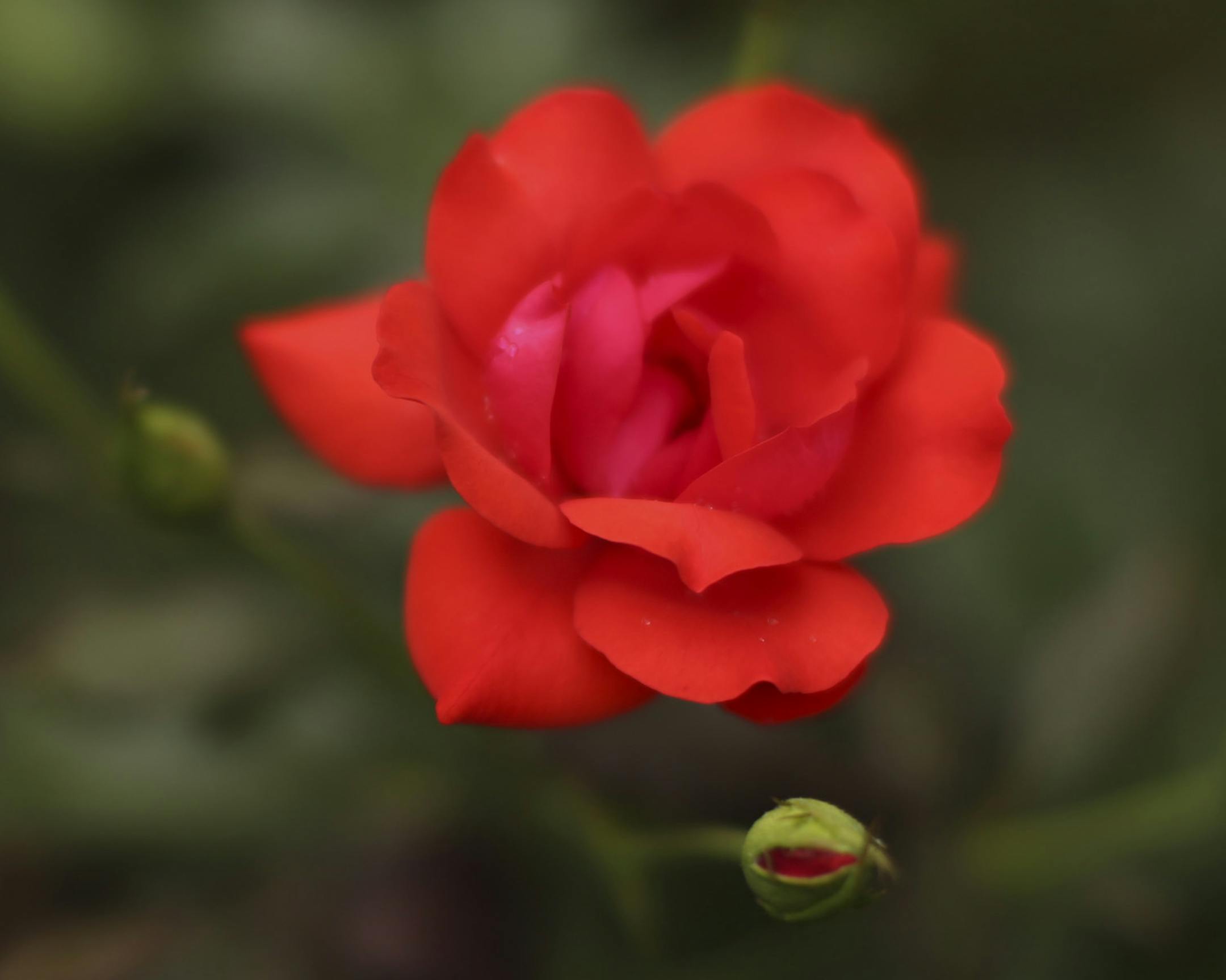 This rose withstood a beetle infestation.