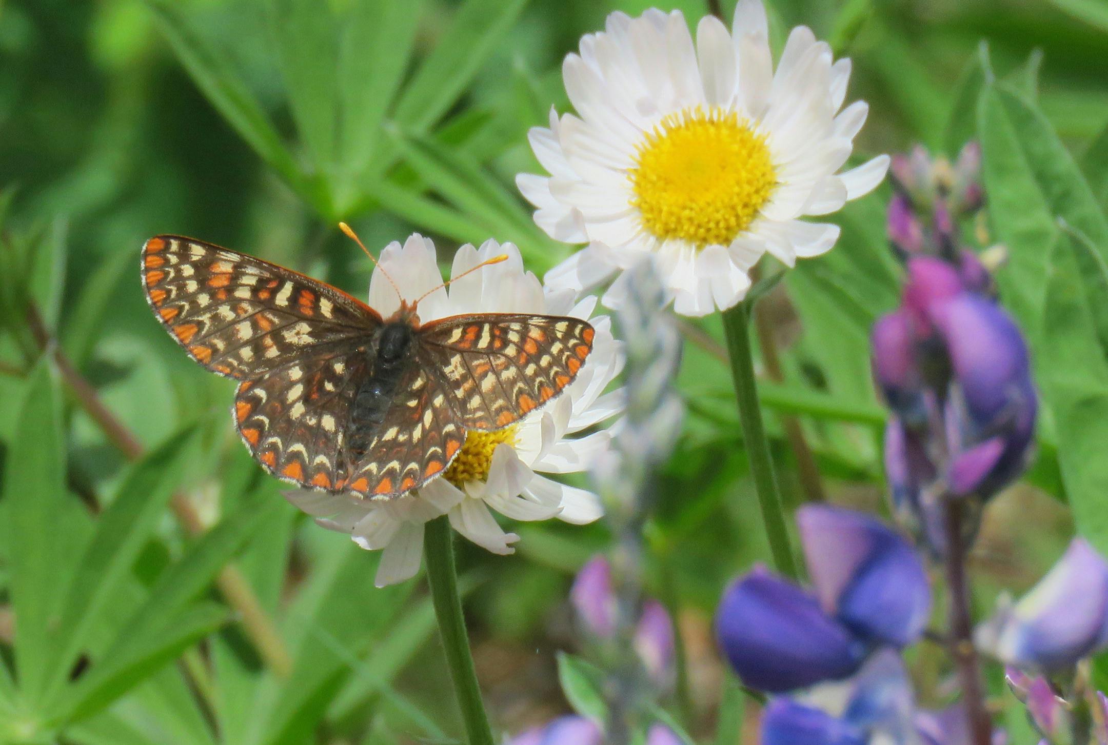 Wildflowers, such as lupine and daisies, add to the colors along the Hurricane Ridge Trails at Washington Stateís Olympic National Park. Photos by Lisa Meyers McClintick