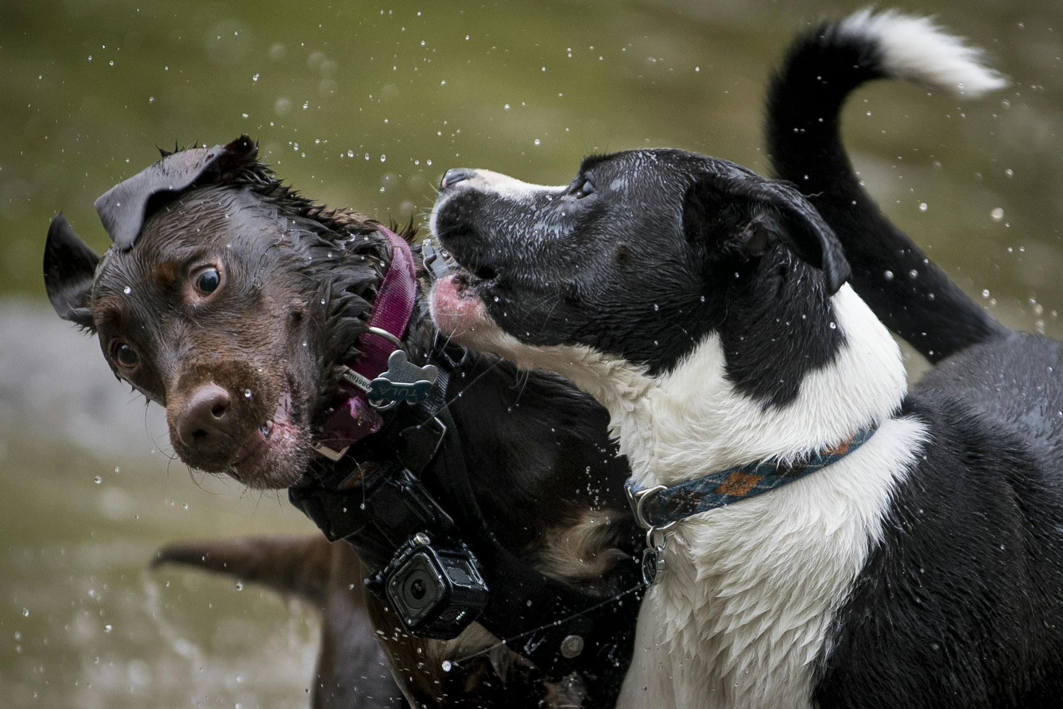 With her camera running, Tula, right of center, played with other dogs in a pond at the Battle Creek Off-Leash Dog Park in Maplewood Tuesday afternoon.