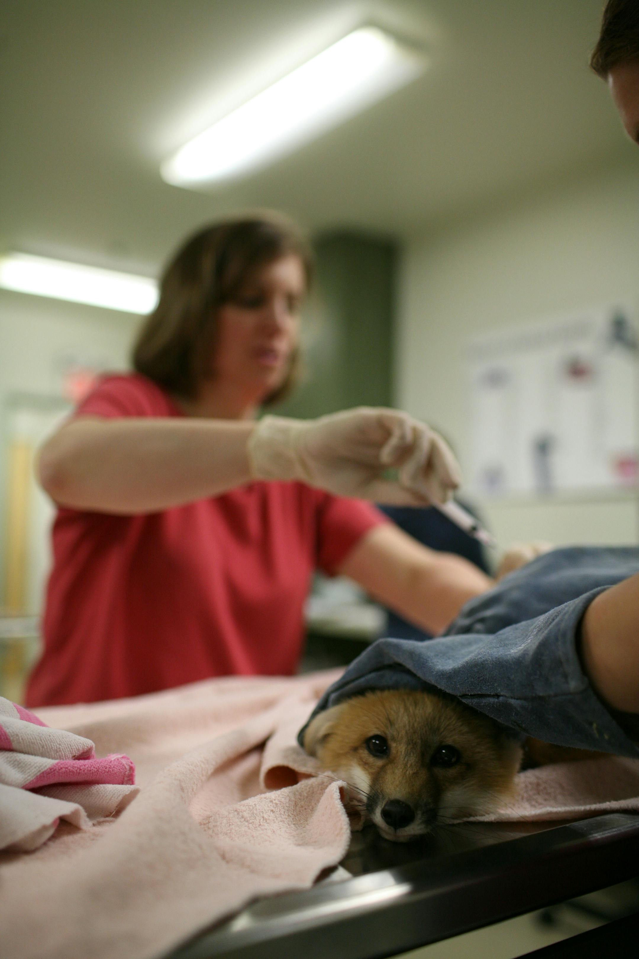 The red fox was held still as Dr. Tasha Barnes, senior veterinarian at the center, gave it a distemper vaccination on Tuesday. Because they work directly with animals, Barnes and Franck need to receive preventive vaccinations against rabies.