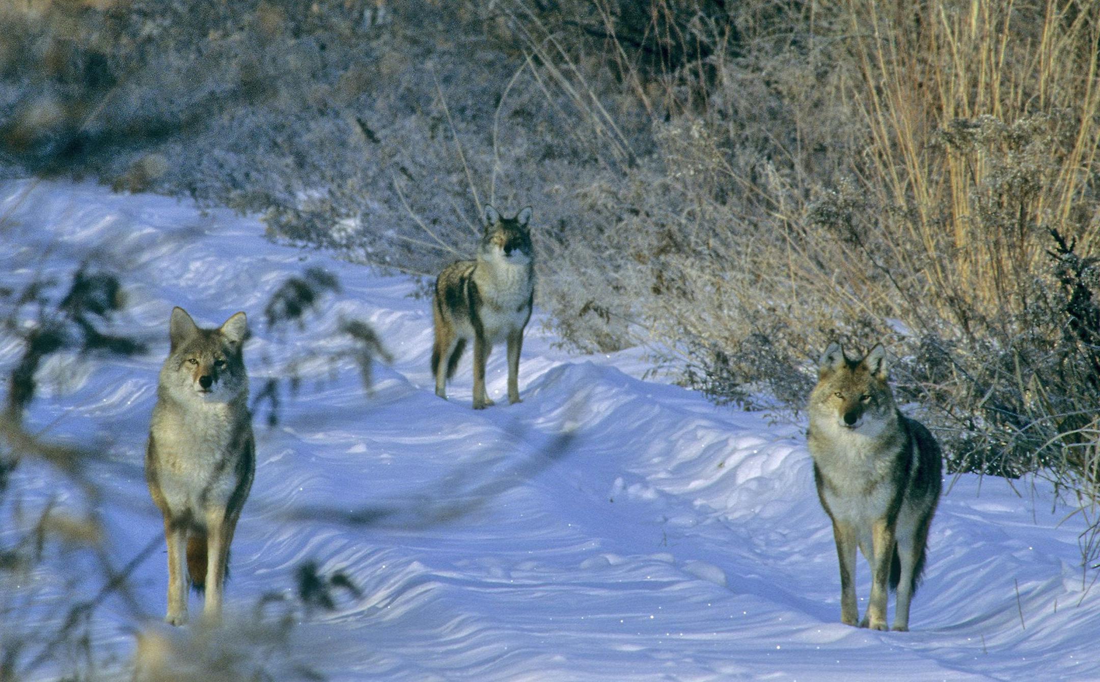 A group of three coyotes responds to a call mimicking the sound of an animal in distress.