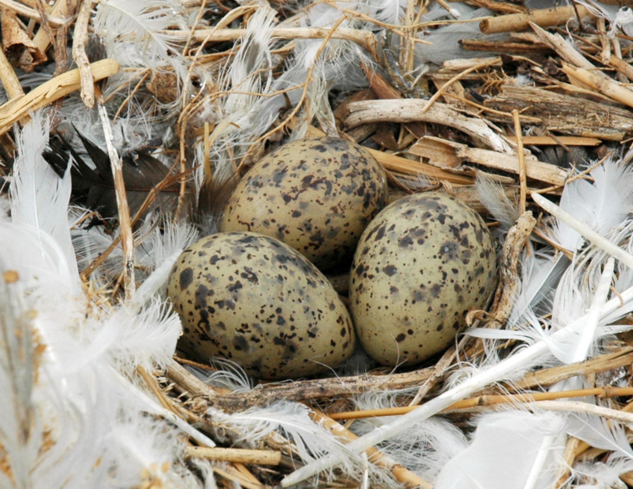 Common tern eggs are colored and marked to offer some protection from predators when the parent tern is off the nest.