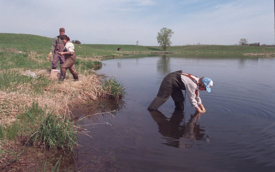 Biologist Judy Helgen, right, collected water samples from a pond near Henderson, Minn. in 1997.