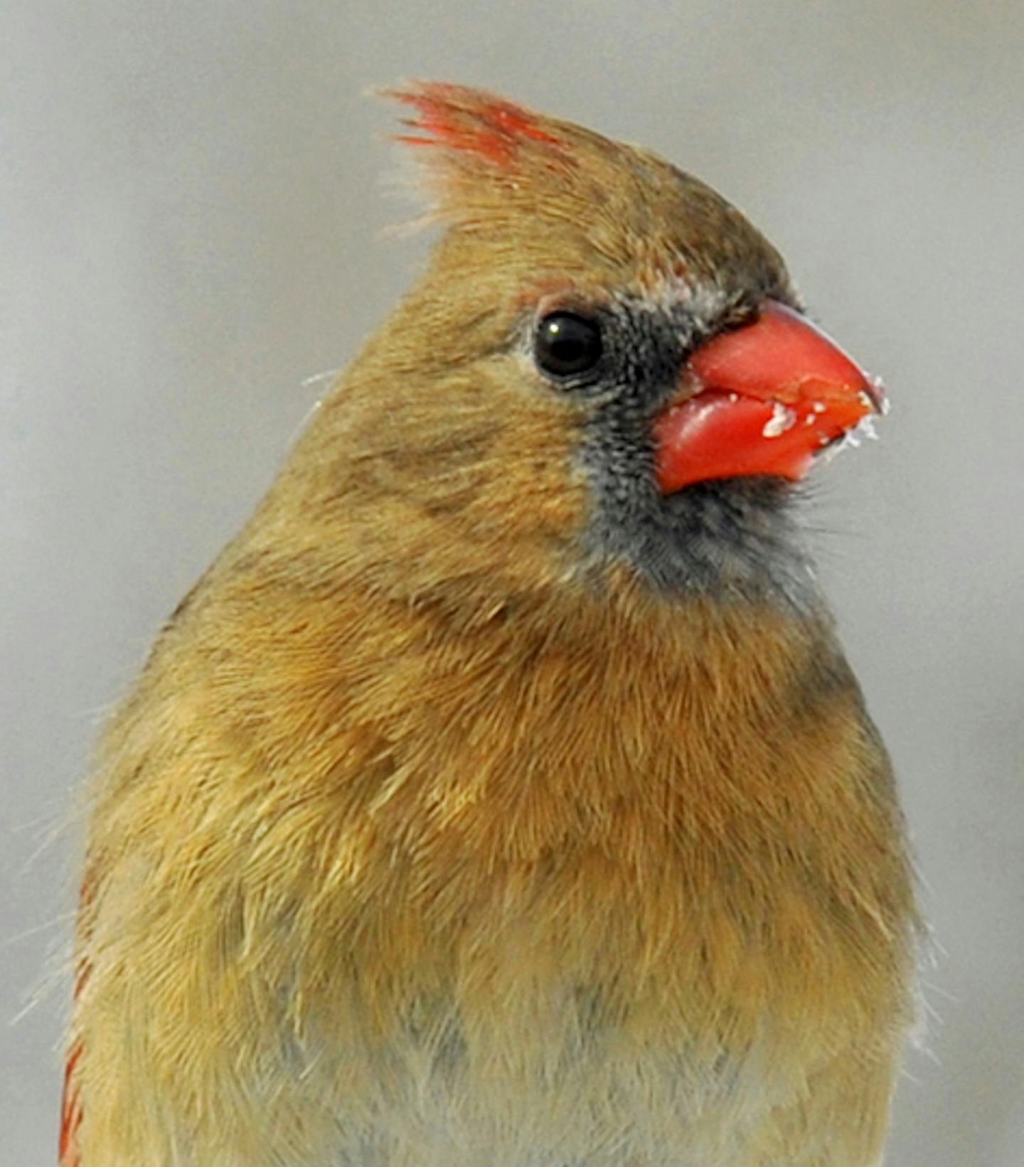 Female cardinal
credit: Jim Williams