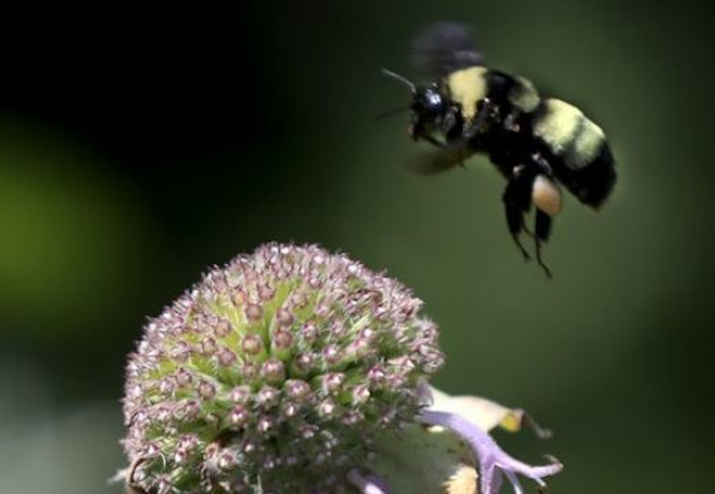 A common bumblebee at Lone Lake Park. Habitat for the rusty patched bumblebee could be affected by proposed bike trails.