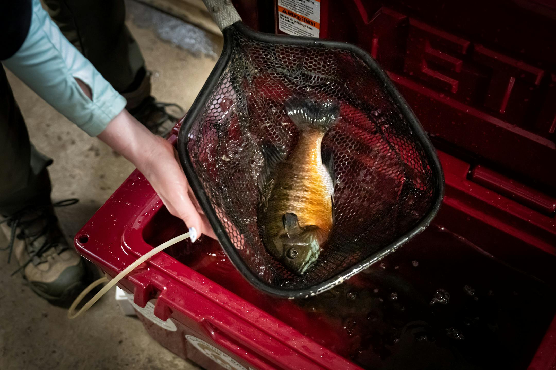 Genevieve Furtner, St. Paul State Fish Hatchery Supervisor held Sheriff, one of the donated bluegills.