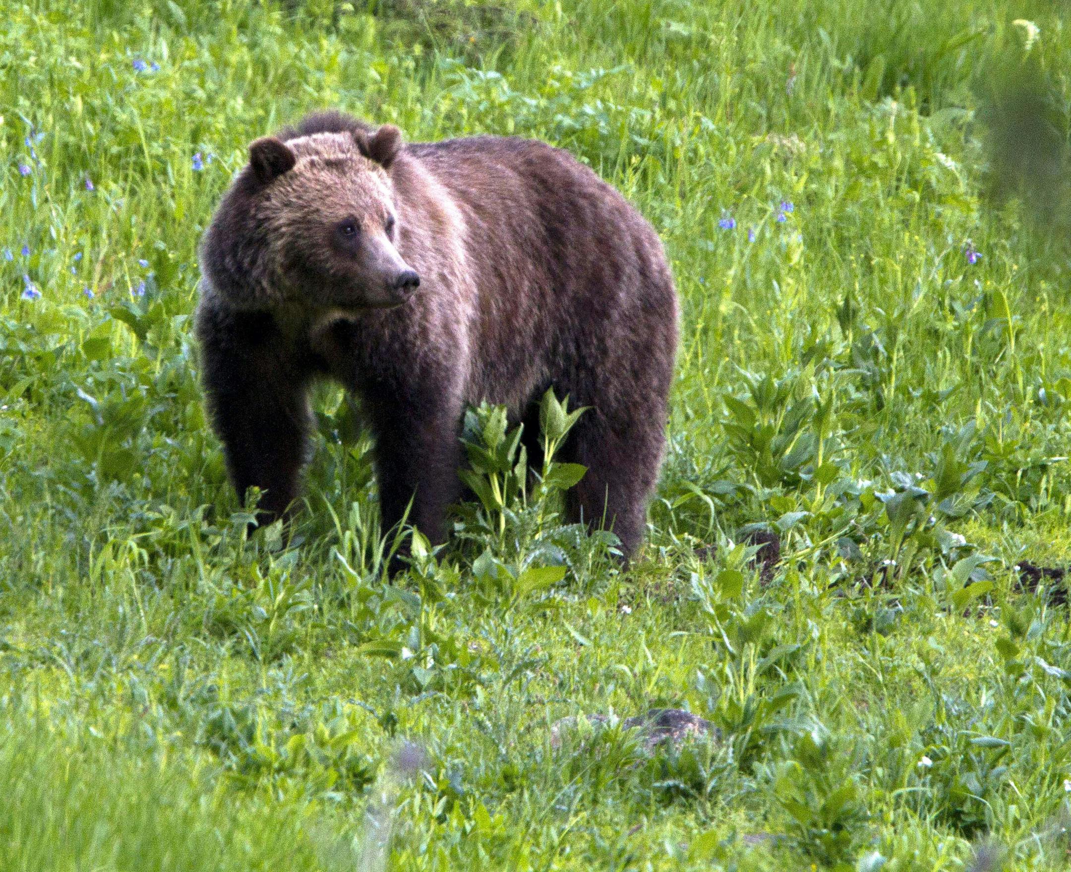 FILE - In this July 6, 2011, file photo, a grizzly bear roams near Beaver Lake in Yellowstone National Park, Wyo. Wyoming will decide Wednesday, May 23, 2018, whether to allow grizzly bear hunting for the first time in decades. Under the proposed rules before the Wyoming Game and Fish Commission, hunting would begin Sept. 1 in the mountains and basins farthest from Yellowstone and Grand Teton. Hunting closer to the parks would begin Sept. 15 and end in all areas by Nov. 15. (AP Photo/Jim Urquhar