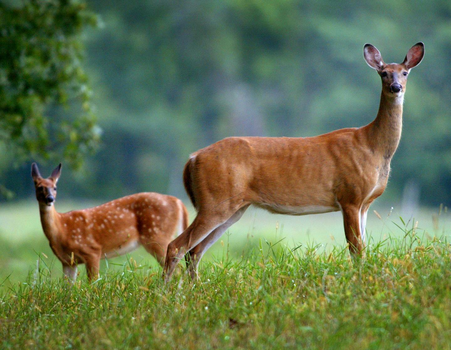 Hunters: Look for signs of illness in deer - White-Tailed Deer Management