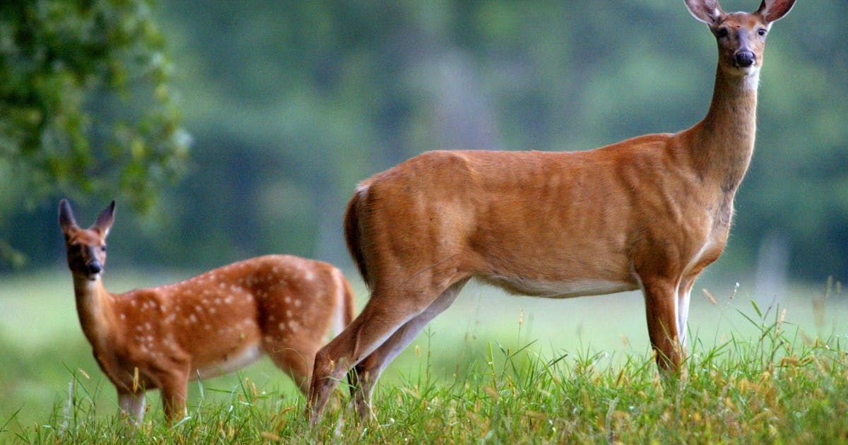 Scientists increasingly worried that chronic wasting disease could jump from deer to humans