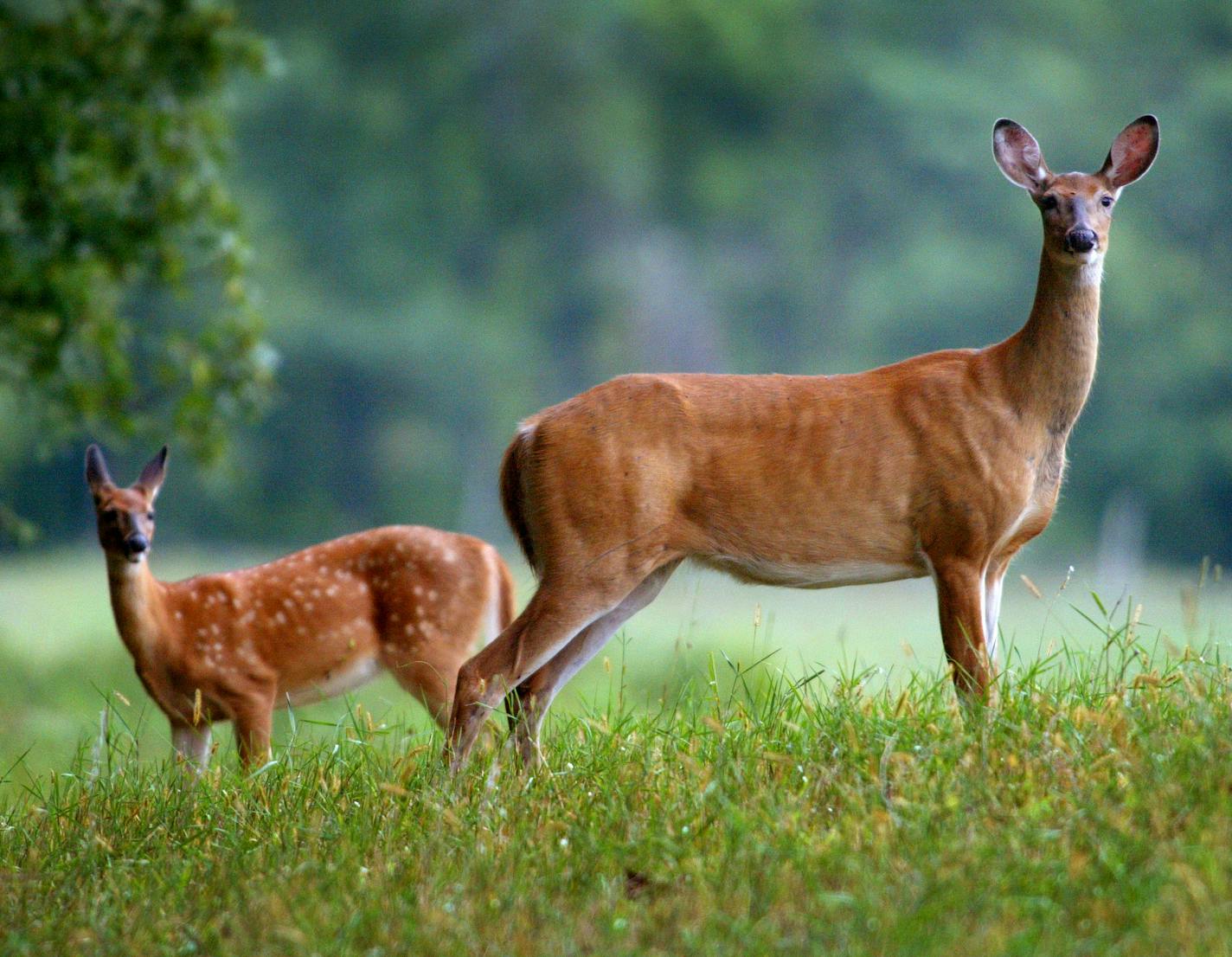 Aitkin, MN 9/9/2002 Just two hours before a special hunt by the DNR in the Aitkin area to test for CWD (Chronic Wasting Disease), this doe and her fawn stand alert in a field just south of the Clayton Lueck farm where the disease was first detected in an Elk on his farm. DNR Sharpshooters will fan out in the woods over a 9 square mile area near the Lueck farm tonight (Monday) and continue the hunt until they kill about 100 deer and test for CWD> ORG XMIT: MIN2014052912445064